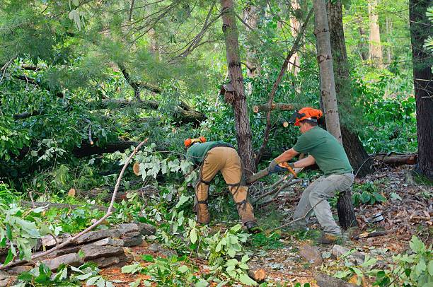 Professional Tree Service in Roland, OK